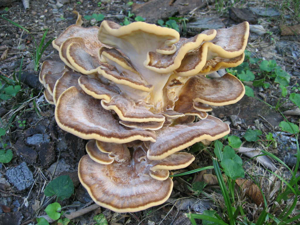 2005 :  Un anno di funghi